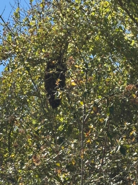 Swarm photo